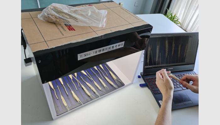 SC-T型小麥穗形粒數(shù)考種儀